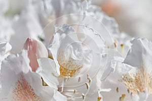 Soft focus, abstract floral background, white Rhododendron flower petals. Macro flowers backdrop for holiday brand design