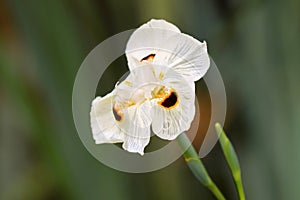 Soft focus of African iris, Fortnight lily, also called Dietes b photo