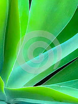 Soft Focus Aloe Vera Cactus