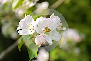 Soft focus Apple blossom or white apple tree flower on a tree br