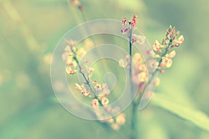 Soft focus autumn purple ,violet grass flower nature background