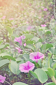 Soft focus beach morning glory flowers with sunbeams