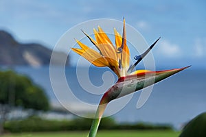 Soft focus of a beautiful bird of paradise flower against