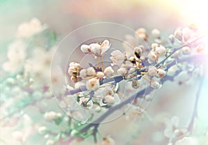 Soft of focus on Beautiful budding and flowering photo