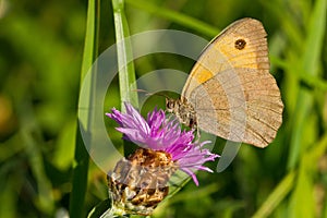 Soft focus of a beautiful butterfly on a purple flower against a blurry meadow