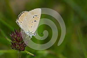 Soft focus of a beautiful butterfly on a purple flower at a meadow