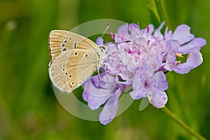 Soft focus of a beautiful butterfly on a purple flower at a meadow