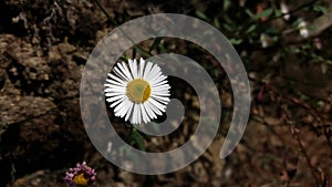 Soft focus of a beautiful daisy flower at a field