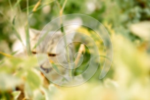 Soft focus, beautiful gray tabby cat walks on the street and eats grass. close-up portrait of animal, grass and vitamin for cat