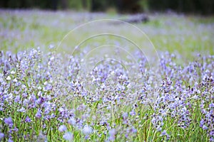 soft focus beautiful landscape of beautiful rain forest with green grass, little purple and pink flowers