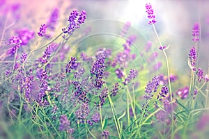 Soft focus on beautiful lavender