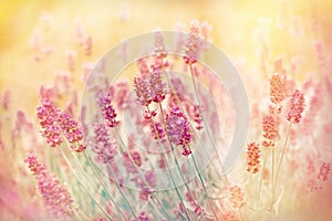 Soft focus on beautiful lavender