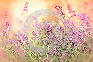 Soft focus on beautiful lavender in flower garden