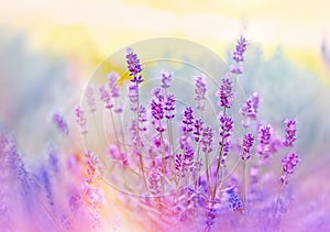 Soft focus on beautiful lavender flowers