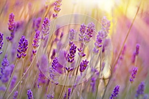 Soft focus on beautiful lavender in late afternoon