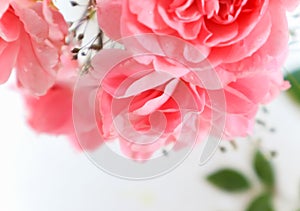 Soft focus on beautiful pink roses on white background