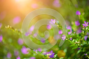Soft focus beautiful purple Cuphea hyssopifolia flower