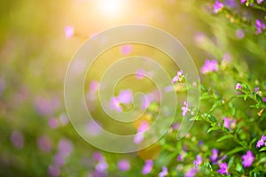 Soft focus beautiful purple Cuphea hyssopifolia flower