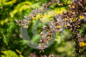 Soft focus of beautiful spring flowers Berberis thunbergii Erecta blossom. Macro of tiny yellow flowers on elegant bokeh green fol