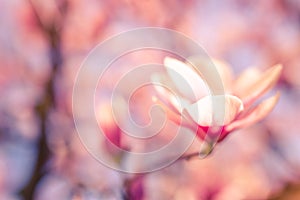 Soft focus on beautiful spring magnolia flower with blurred background