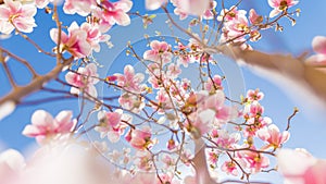 Soft focus on beautiful spring magnolia flower with blurred background