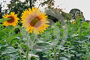 Soft focus of beautiful Sunflowers (Helianthus annuus) at a field