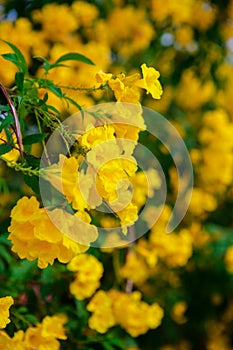 Soft-focus Beautiful Yellow flowers