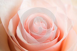 Soft focus beige pink rose closeup background. Flowers photo