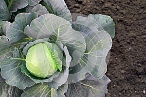 Soft focus of Big cabbage in the garden