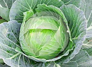 Soft focus of big cabbage in garden