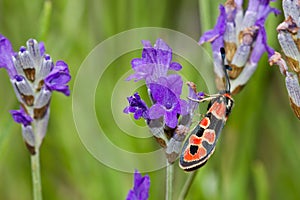 Soft focus of a black moth with orange spots perched on purple flower