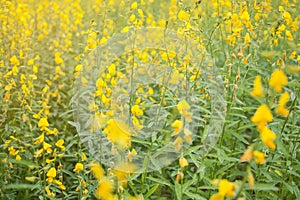 Soft focus of blooming Indian hemp flower field, Sunn Hemp plant for improving soil