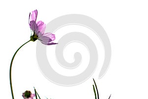 Soft focus of blooming purple cosmos flower on white background