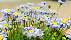 Soft focus, Blue daisy, Spring and summer flowers in the garden nature background, flowers against a background of flowers