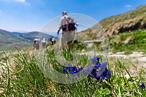 Soft focus of blue gentian flowers with grass and a group of hikers in the background