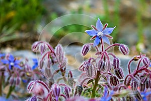 Soft focus of a blue Starflower or Borage (Borago officinalis) flowers and buds at a meadow