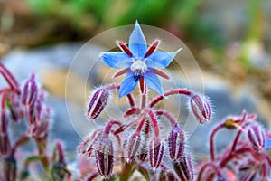 Soft focus of a blue Starflower or Borage (Borago officinalis) flowers and buds at a meadow