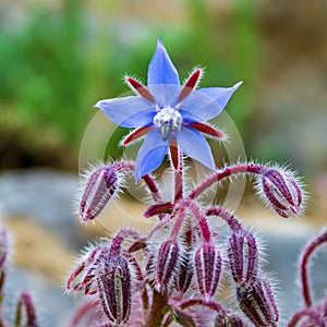 Soft focus of a blue Starflower or Borage (Borago officinalis) flowers and buds at a meadow