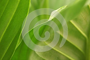 Soft focus blur green leaf copy space background