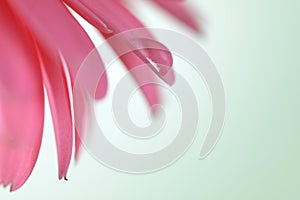 Soft focus blur pink  Flower petal with drop. Nature horizontal background