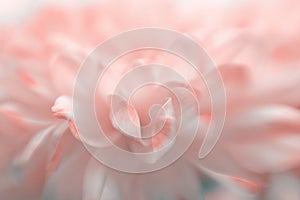 Soft focus blur pink flower petals. Fog smoke nature horizontal copy space background