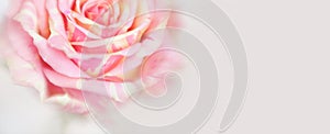 Soft focus blur pink and yellow rose flower petal. Nature light delicate horizontal background. Watercolor painting effect