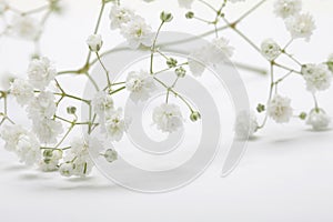 Soft focus blur white gypsophila flower petals. Fog smoke nature horizontal copy space background