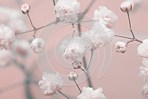 Soft focus blur white and pink gypsophila flower petals. Fog smoke nature horizontal copy space background