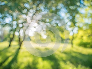 Soft focus blurred abstract background tree and grass in spring park