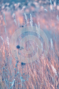 Soft focus blurred background image of Sunrise in field.
