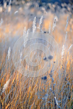 Soft focus blurred background image of Sunrise in field.