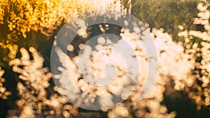 Soft focus blurred bokeh of sunlight through wild flowers grass field in sunrise and sunset background warm vintage tone