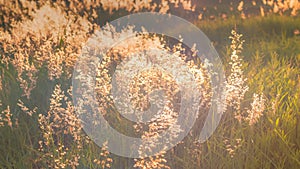 Soft focus blurred bokeh of sunlight through wild flowers grass field in sunrise and sunset background warm vintage tone