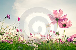 Soft focus and blurred cosmos flowers